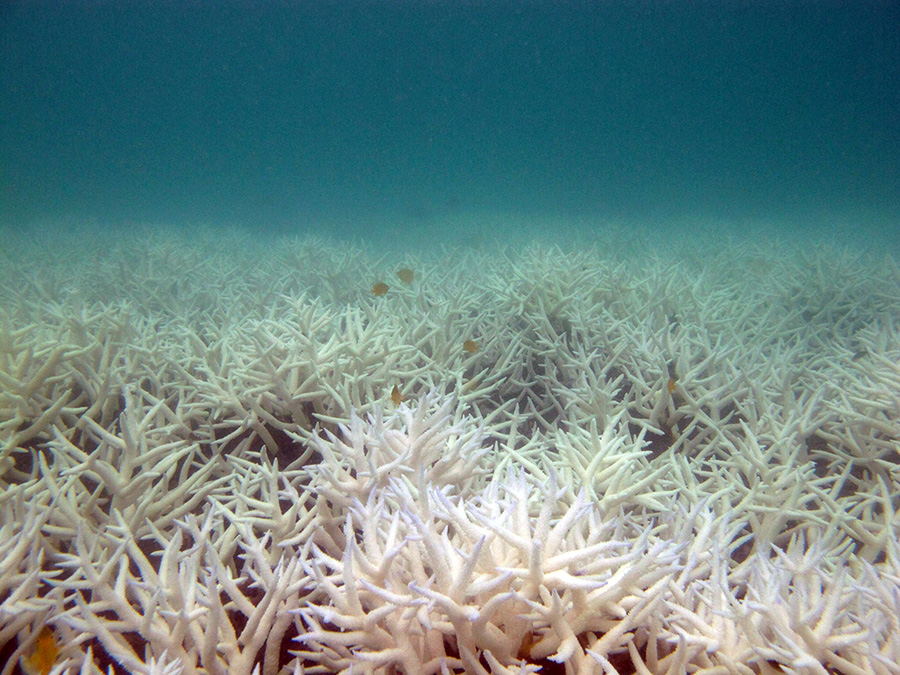 ปะการังโต๊ะแบบพุ่ม