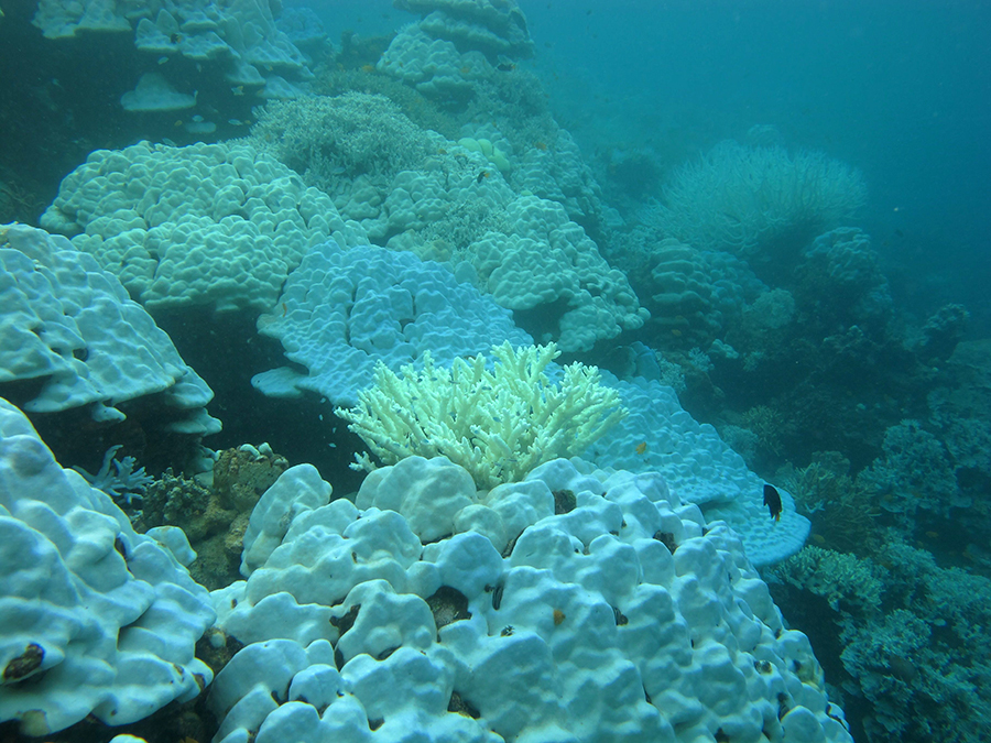 ปะการังโต๊ะแบบพุ่ม