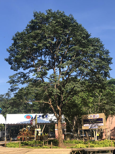 ต้นประดู่ป่าทรงปลูก “ต้นไม้ต้นที่ 100 ล้าน