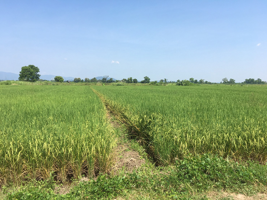 การบริหารจัดการที่ดิน