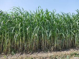 การปลูกหญ้าเนเปียร์ในโครงการโรงไฟฟ้าชุมชน