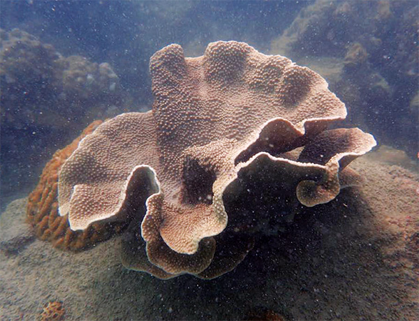 ทรัพยากรธรรมชาติ