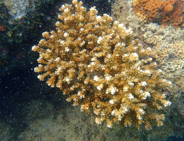 ทรัพยากรธรรมชาติ