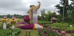 พื้นที่ชุมชนแปลงใหญ่ไม้ดอกไม้ประดับบ้านห้วยสำราญ