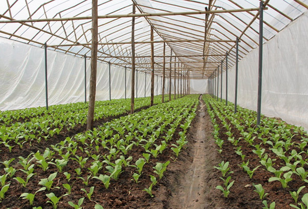 แนวทางการปลูกพืชผักบนพื้นที่สูงให้ได้คุณภาพ และเป็นมิตรต่อสิ่งแวดล้อม