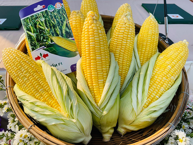 ข้าวโพด