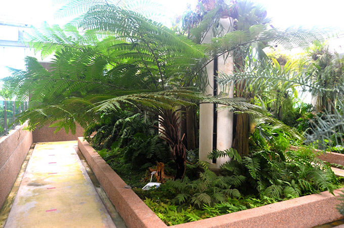 พรรณไม้กลุ่มเฟิร์น