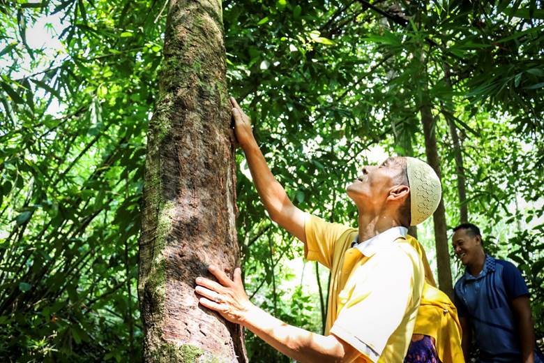 ป่าชุมชนบ้านต้นตาล