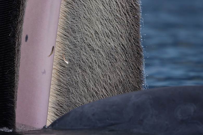 The Beauty of Baleen โดย กตัญญู วุฒิชัยธนากร