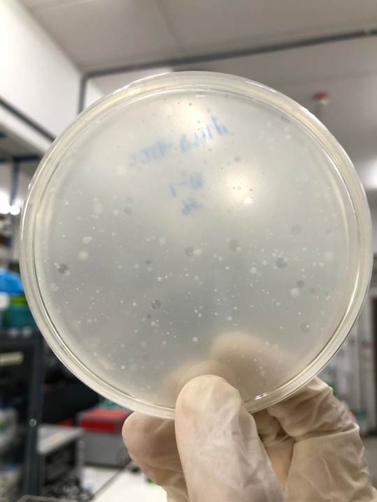 การเพาะเชื้อไวรัสชี้แนะในห้อง Lab