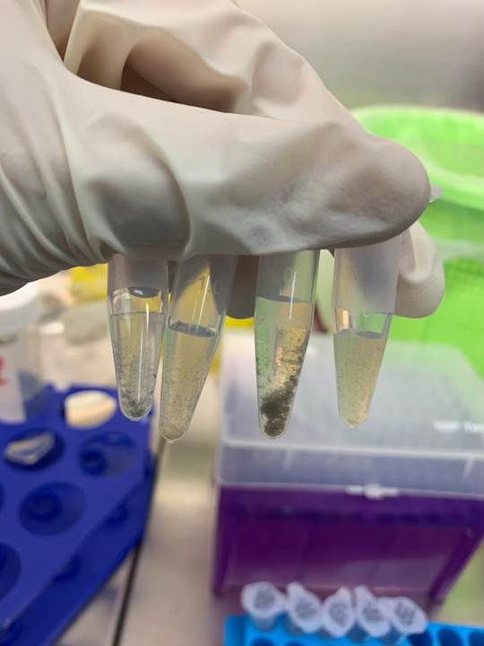 สกัดสารพันธุ์กรรมเชื้อไวรัส COVID SARS-CoV-2