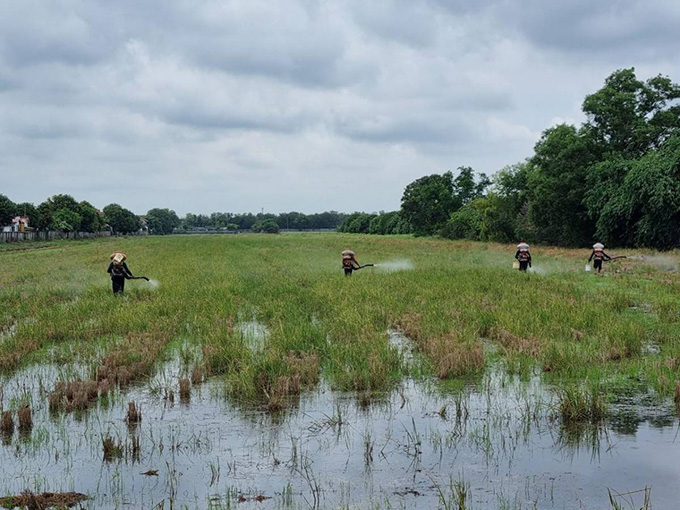 จุลินทรีย์ BioD I วว. ช่วยย่อยสลายตอซังข้าว
