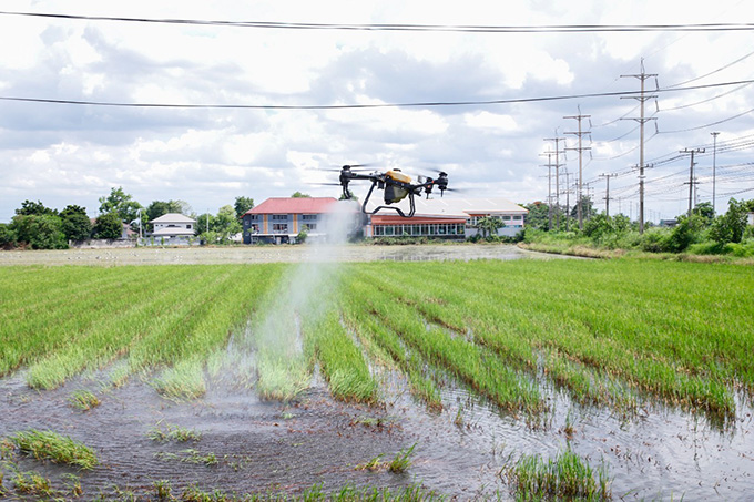 จุลินทรีย์ BioD I วว. ช่วยย่อยสลายตอซังข้าว