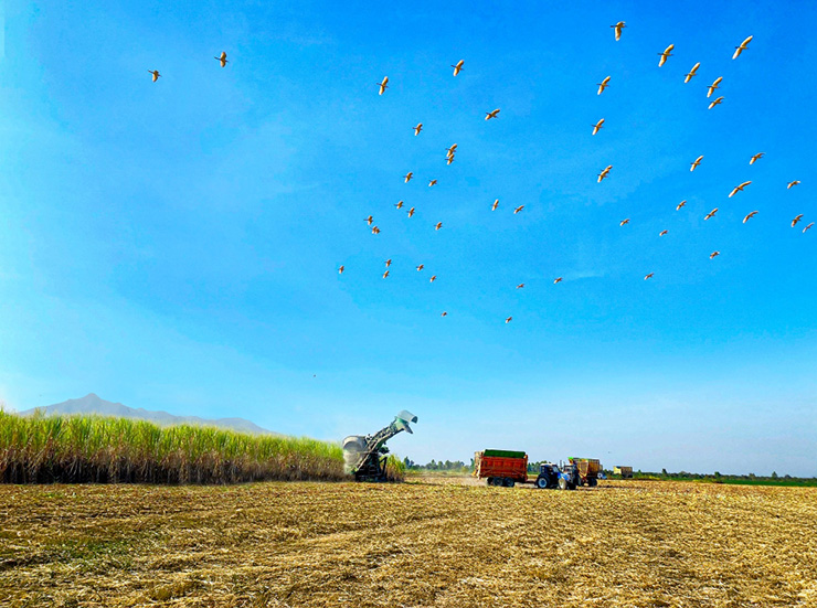 มิตรผล โมเดิร์นฟาร์ม