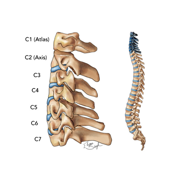 กระดูกท้ายทอย