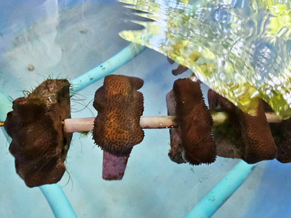 ปะการังที่เติบโตจากการผสมเทียม