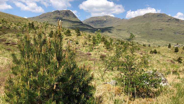 โครงการ “V-Forest” เพื่อฟื้นฟูผืนป่าในสกอตแลนด์