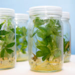 Global Cassava Sustainability Forum 2025