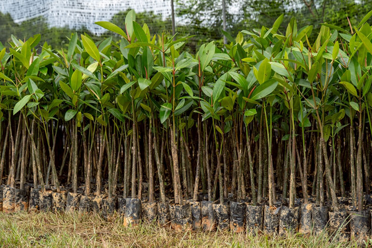 การฟื้นฟูป่าชายเลน