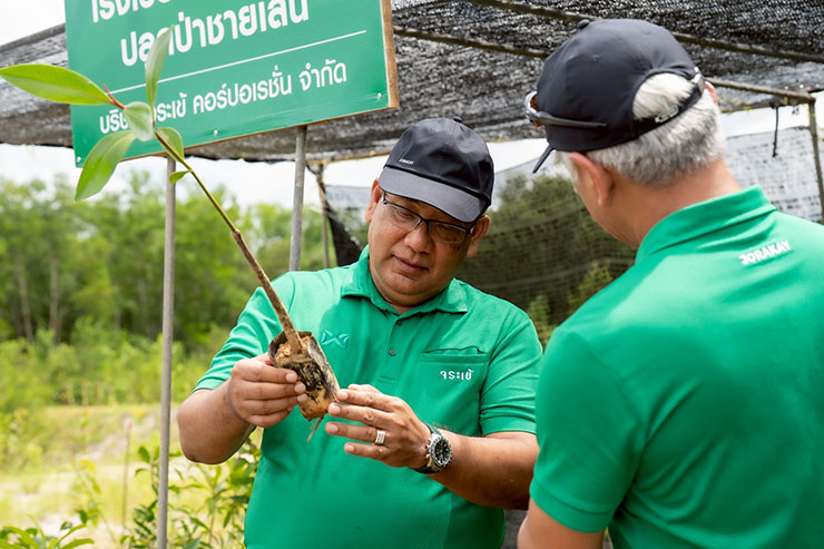 การฟื้นฟูป่าชายเลน