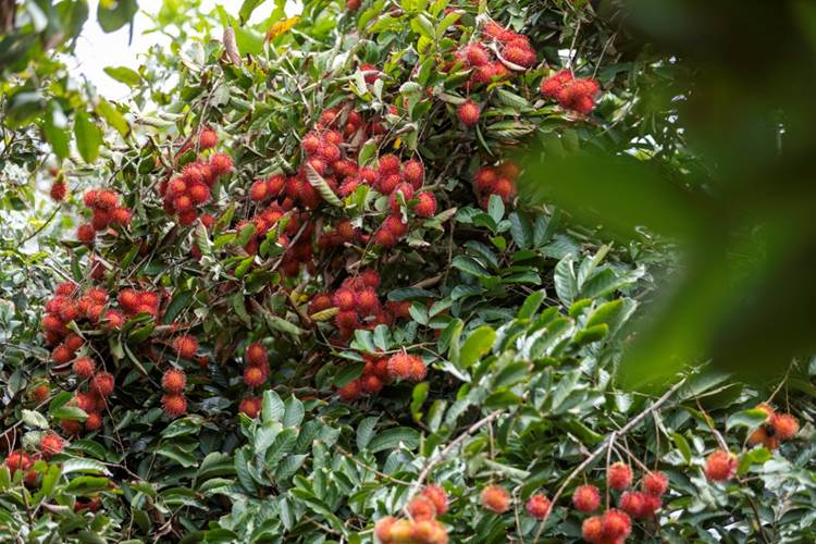 ท่องเที่ยวเชิงเกษตรและวัฒนธรรม