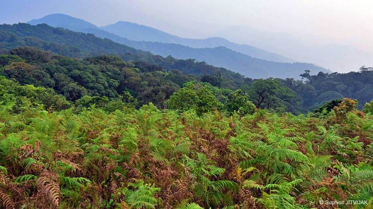 การจัดการกับวิกฤตด้านสภาพภูมิอากาศและความหลากหลายทางชีวภาพ และป่าไม้