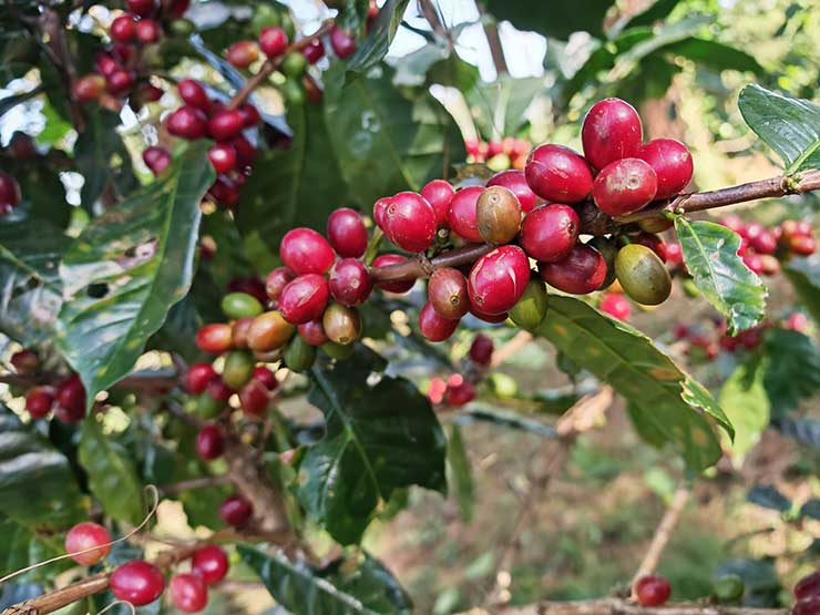 กาแฟเปลี่ยนชีวิต: OR จับมือ ปางขอน–ผาลั้ง ปั้นต้นแบบกาแฟยั่งยืนของไทย