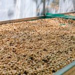 กาแฟเปลี่ยนชีวิต: OR จับมือ ปางขอน–ผาลั้ง ปั้นต้นแบบกาแฟยั่งยืนของไทย