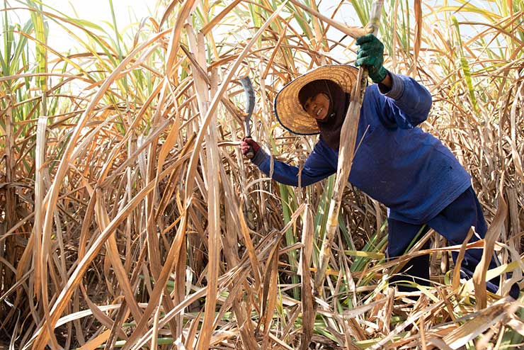 3 สมาคมโรงงานน้ำตาลออกโรงปกป้องชาวไร่ ยันอ้อยไม่ใช่ “จำเลยสังคม" ปมฝุ่น PM2.5