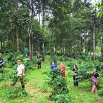 สวพส. ขยายผลองค์ความรู้โครงการหลวง พลิกบ้านหนองเขียวสู่ต้นแบบเกษตรอินทรีย์แปลงใหญ่บนพื้นที่สูง