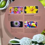 อกไม้เปลี่ยนโลก : Over The Bloom