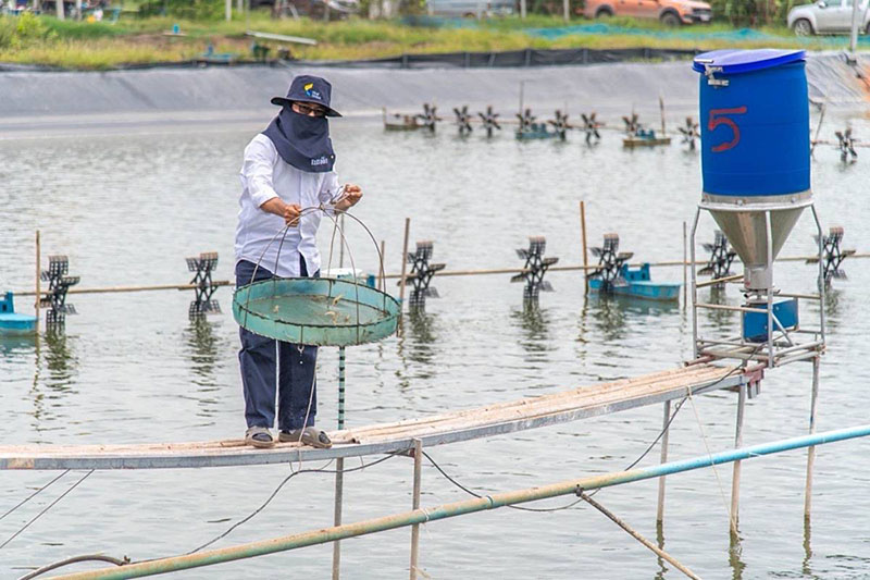 โครงการกุ้งลดคาร์บอน